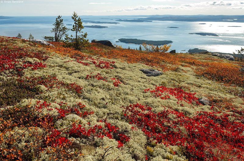 осень, пейзаж, кольский полуостров Осенние ковры. фото превью