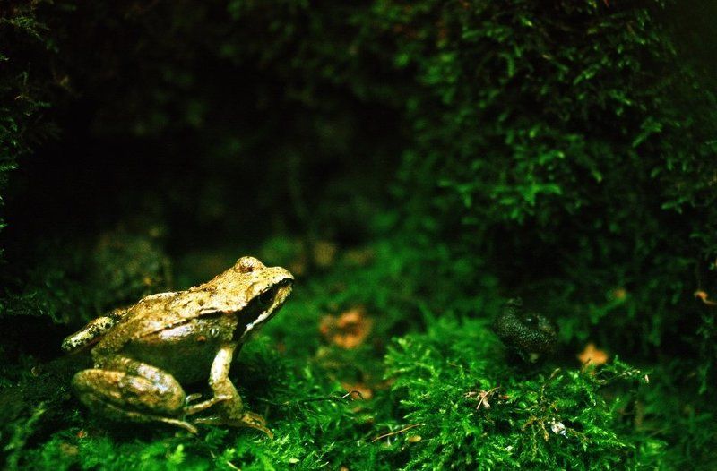 - фото превью