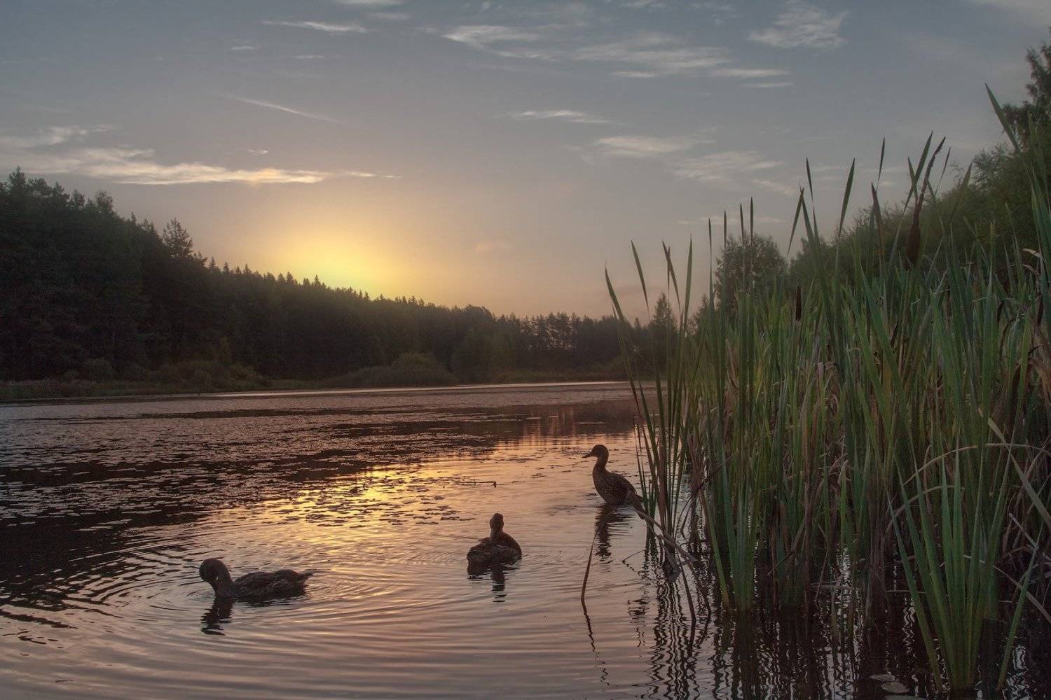 Бугрово, Псковская область, Лето, Пруд, Андрей Леонидович