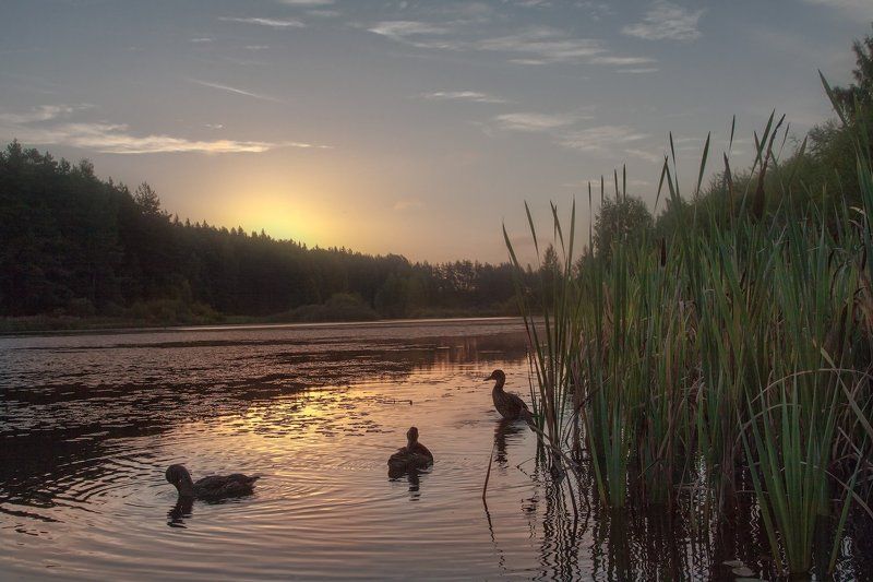 Бугрово, Псковская область, Лето, Пруд Встречаем солнышко фото превью