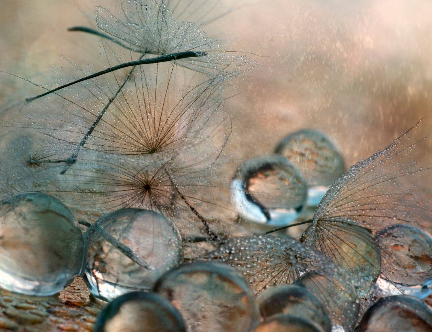 , Таня  Маркова