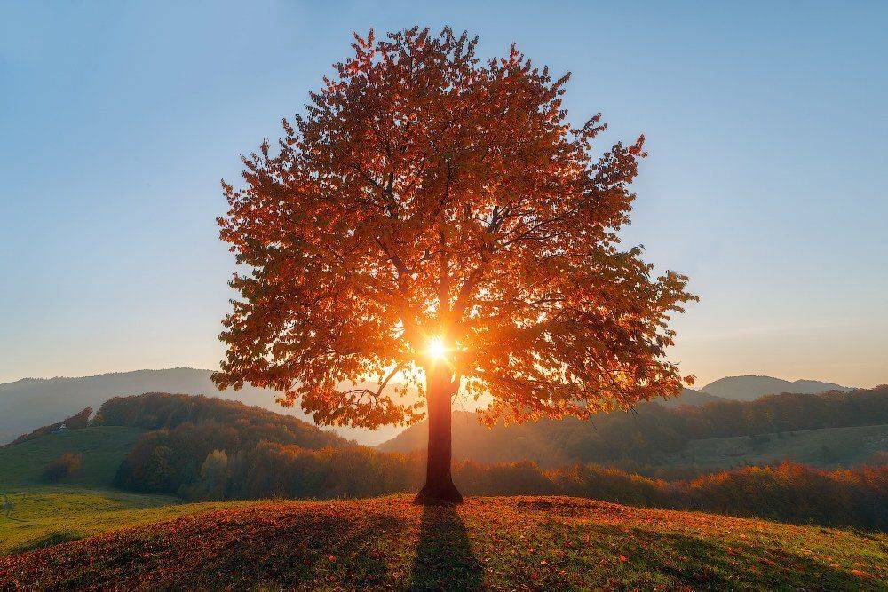 , Ярослав Тюрменко (Jaremi)