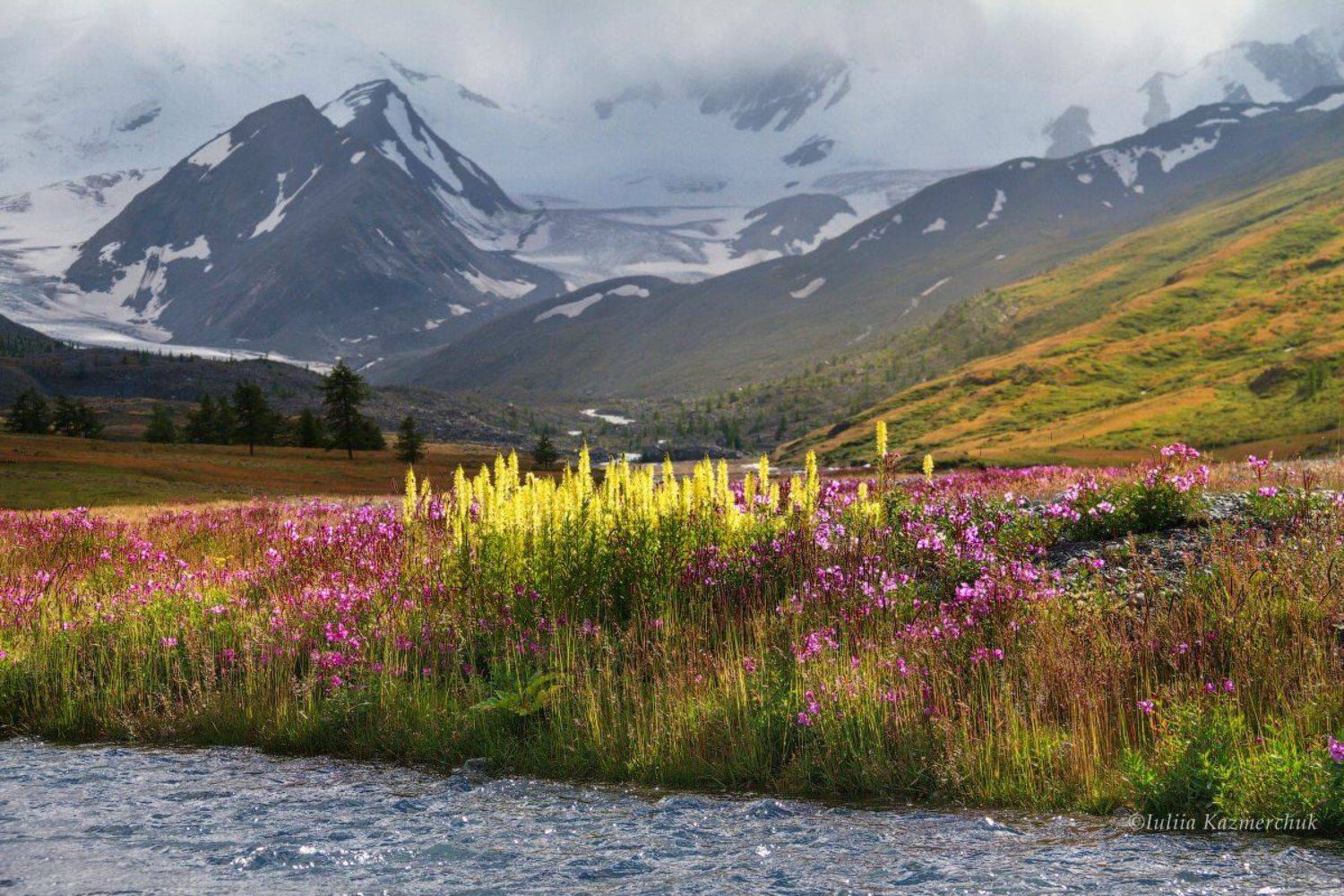 цветы, горы, снег, долина, алтай, талдура, кипрей, солнце, закат, Казмерчук Юлия