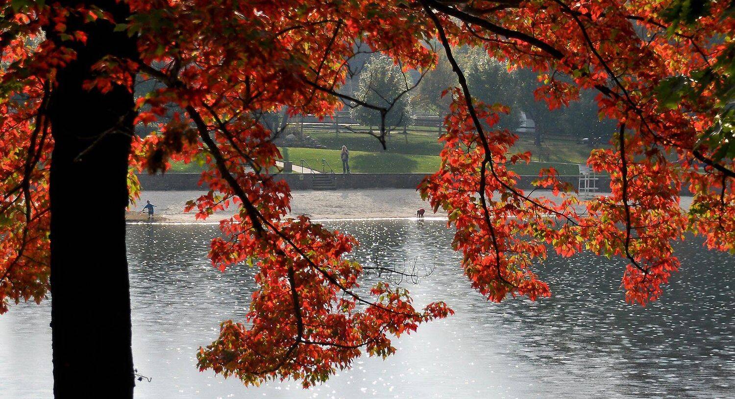 Деревья, Дождь, Жанр, Листья, Осень, Природа, Антонина