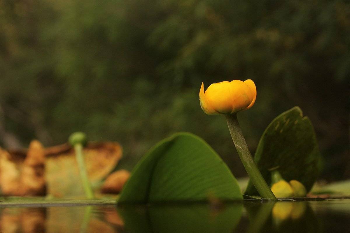 , Роман Рысь