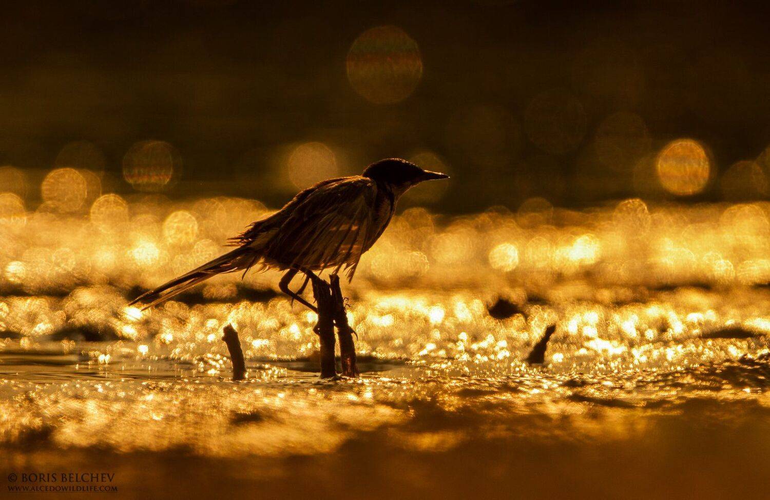 , Борис Белчев