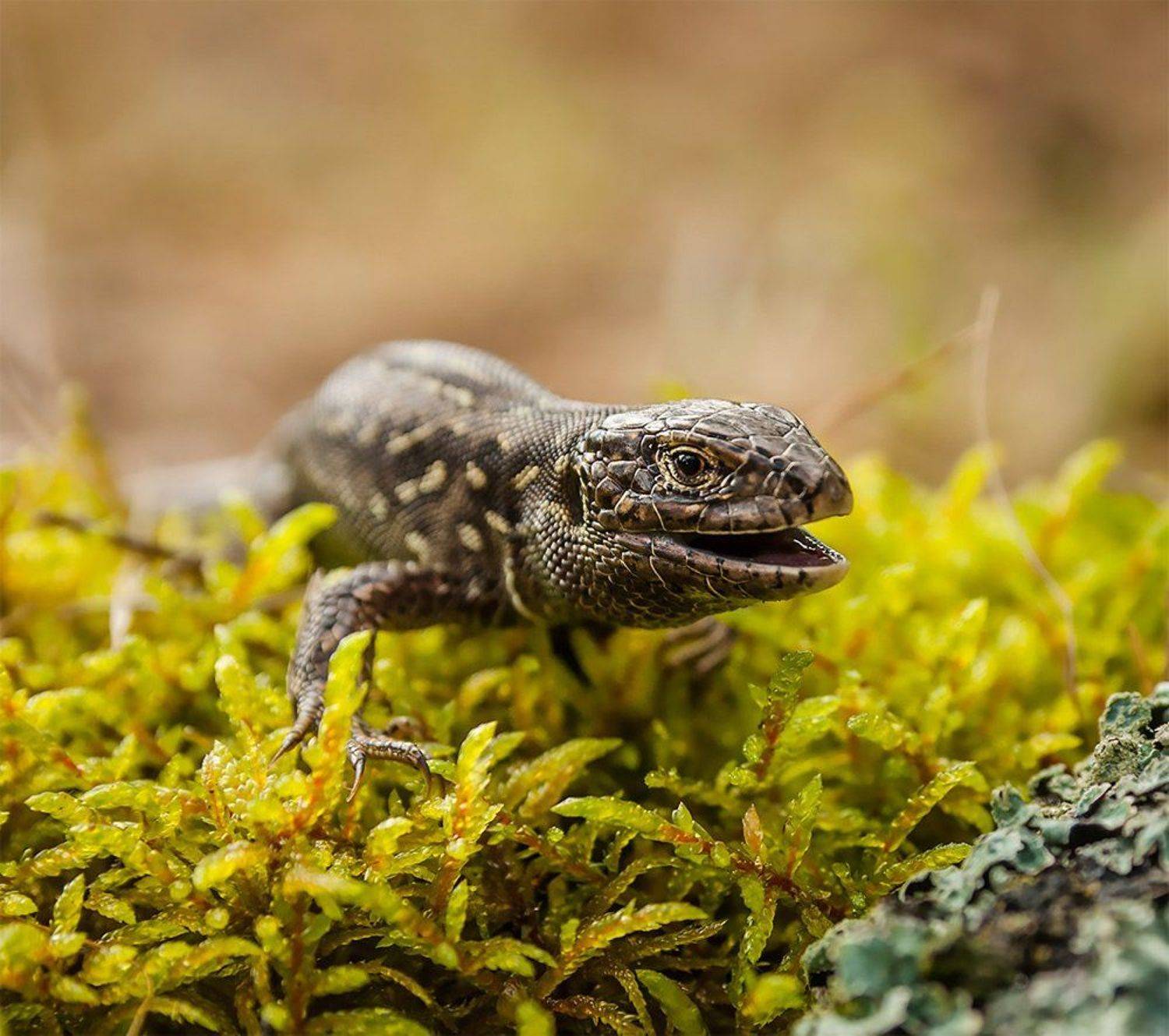 , Анатолий Зверев