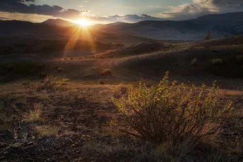 Кустик, который радуется солнцу