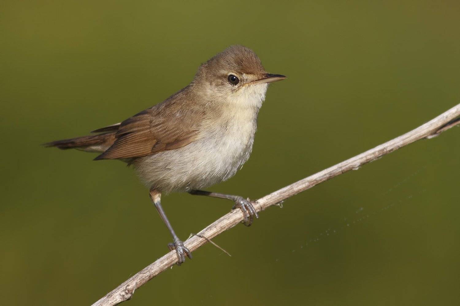 Камышевка, Ляпустин Юра