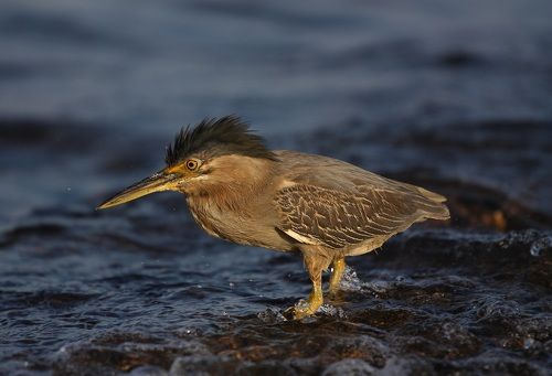 Маленький охотник