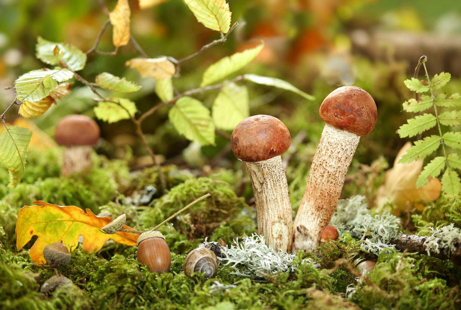 природжа, грибы, подосиновики, Шруб (Беляева) Татьяна