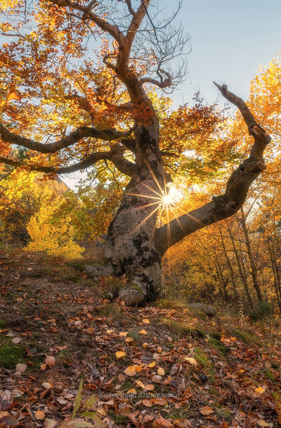 крым, пейзаж, буки, буковый лес, осень, демерджи, лес, горы, Дмитренко Екатерина