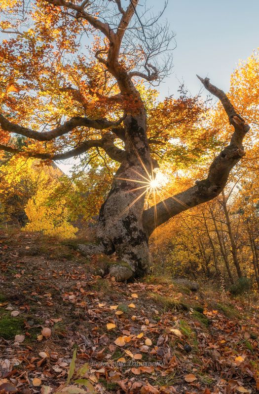 Хранитель букового леса фото превью