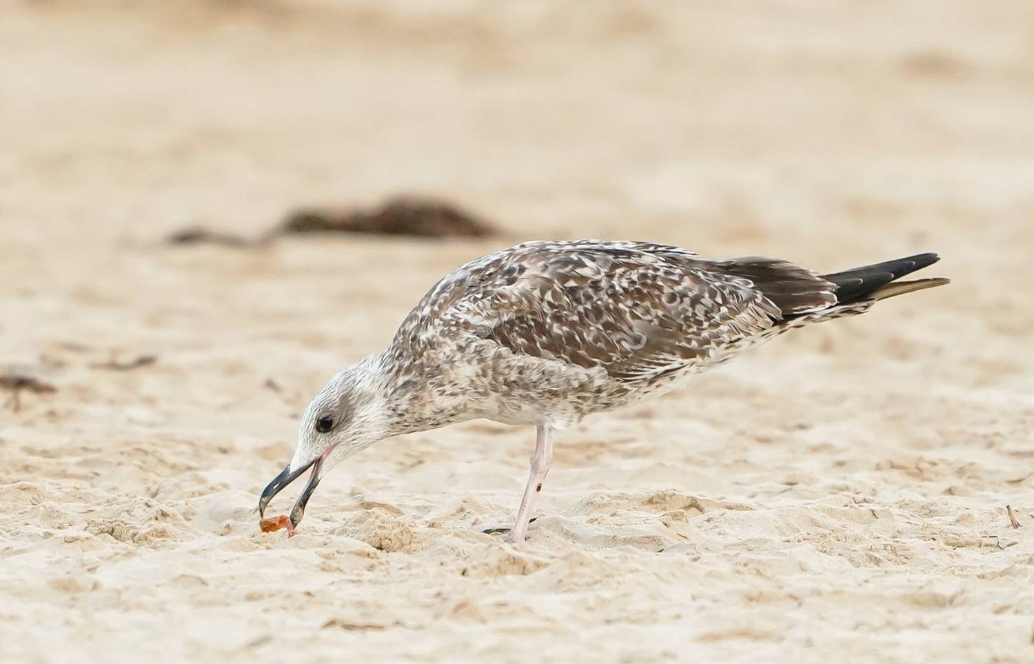 , Красимир Георгиев