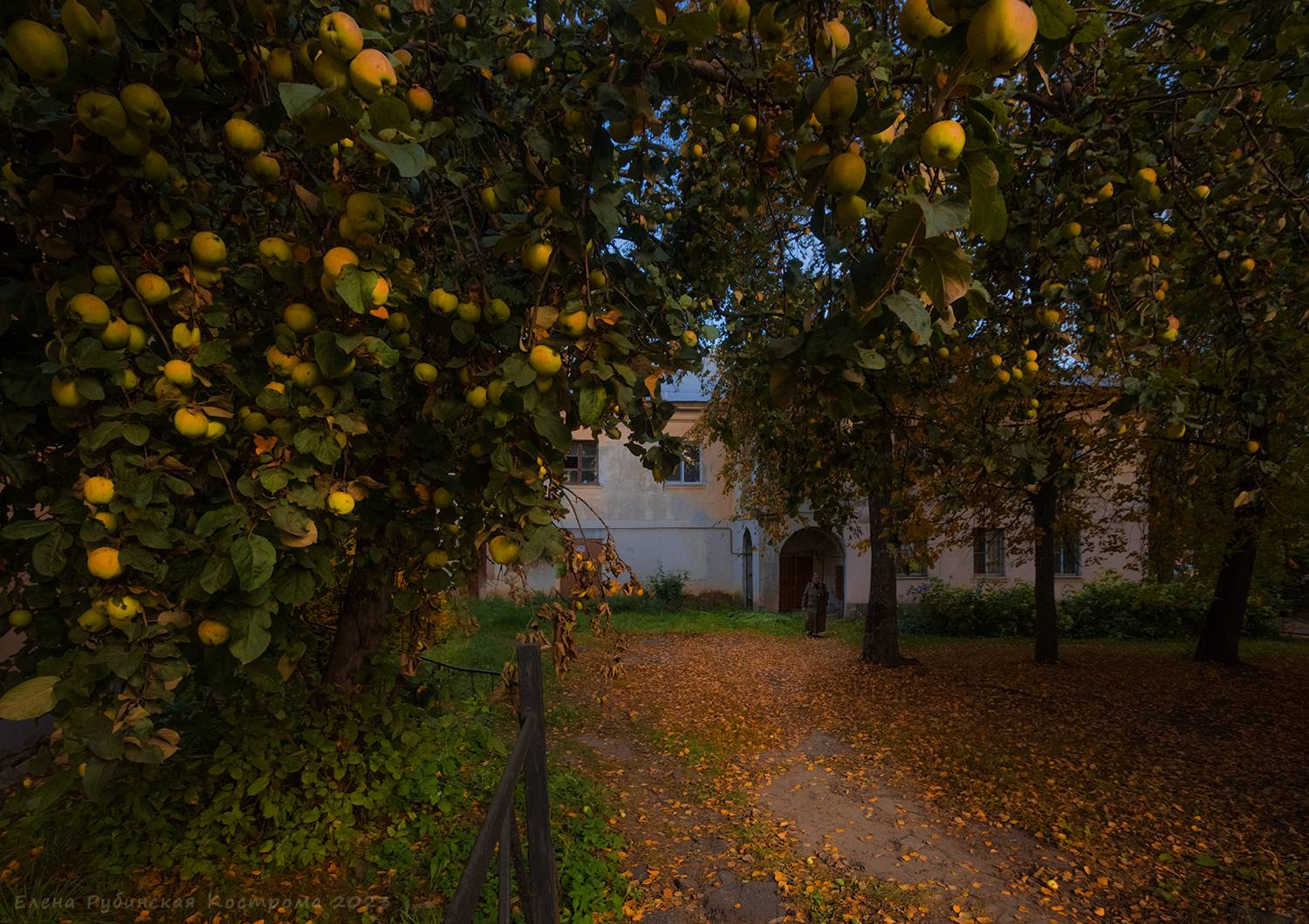 кострома, город, улица, двор, яблоки, осень, городской двор, Елена Рубинская
