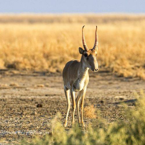 Портрет сайгака.
