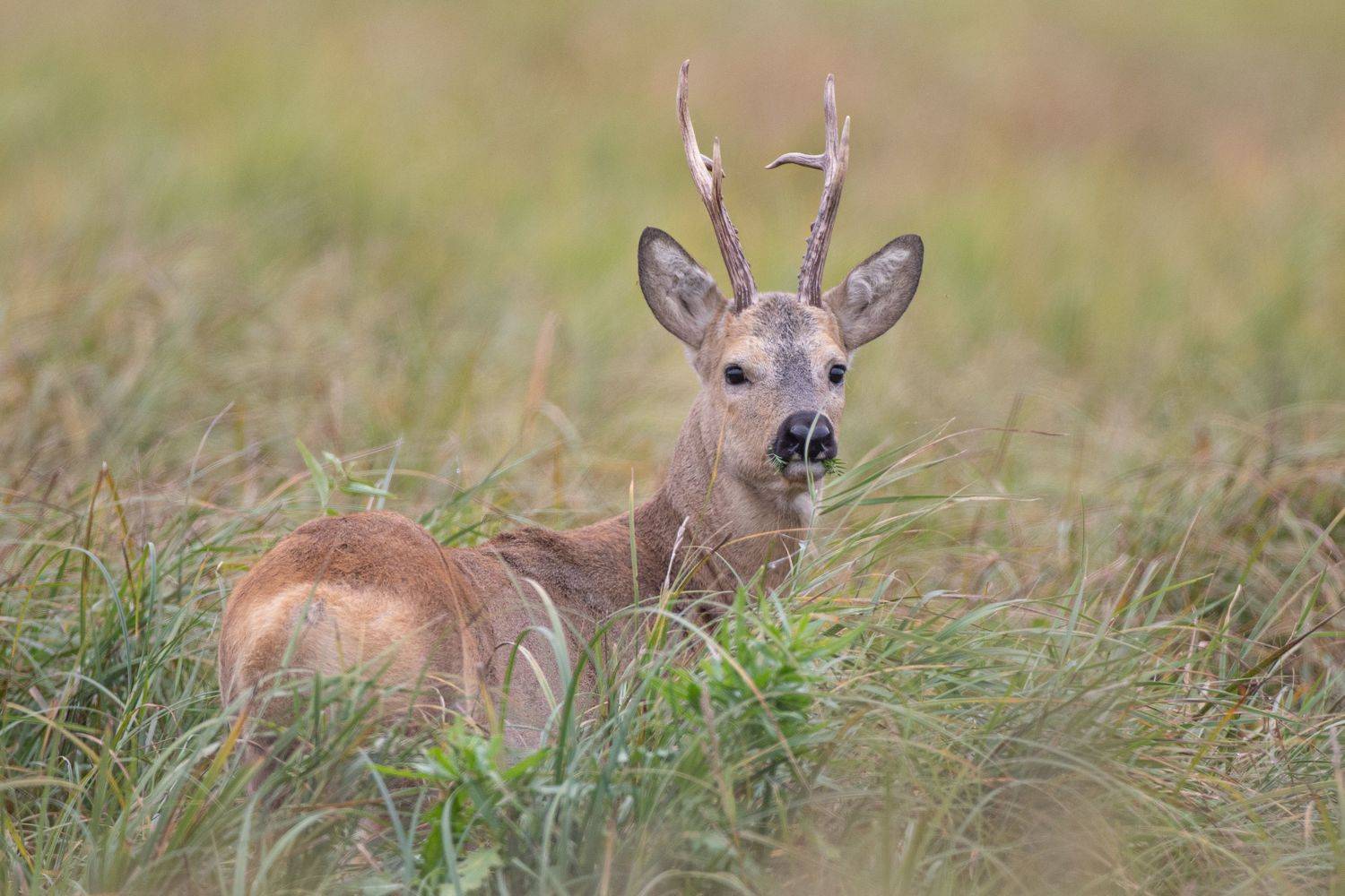 , артем федоров