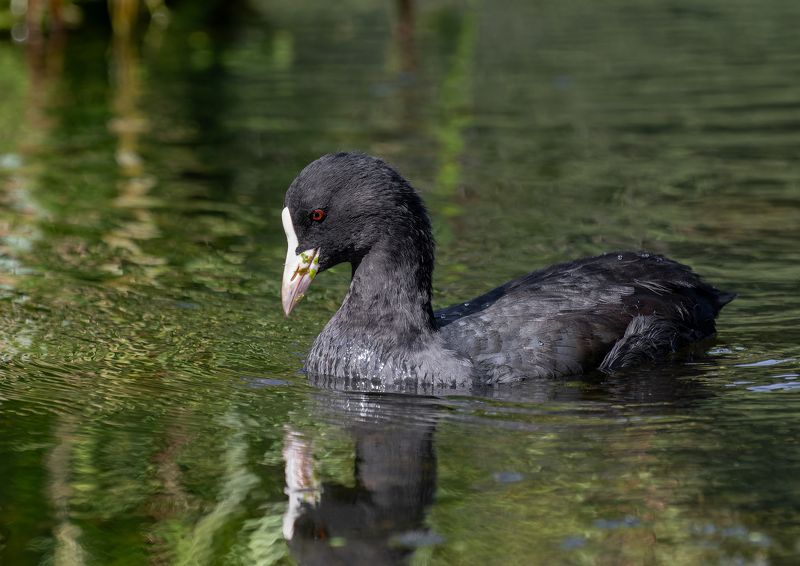 Eurasian Coot/Лысуха/Fulica atra The beginning of lunch фото превью