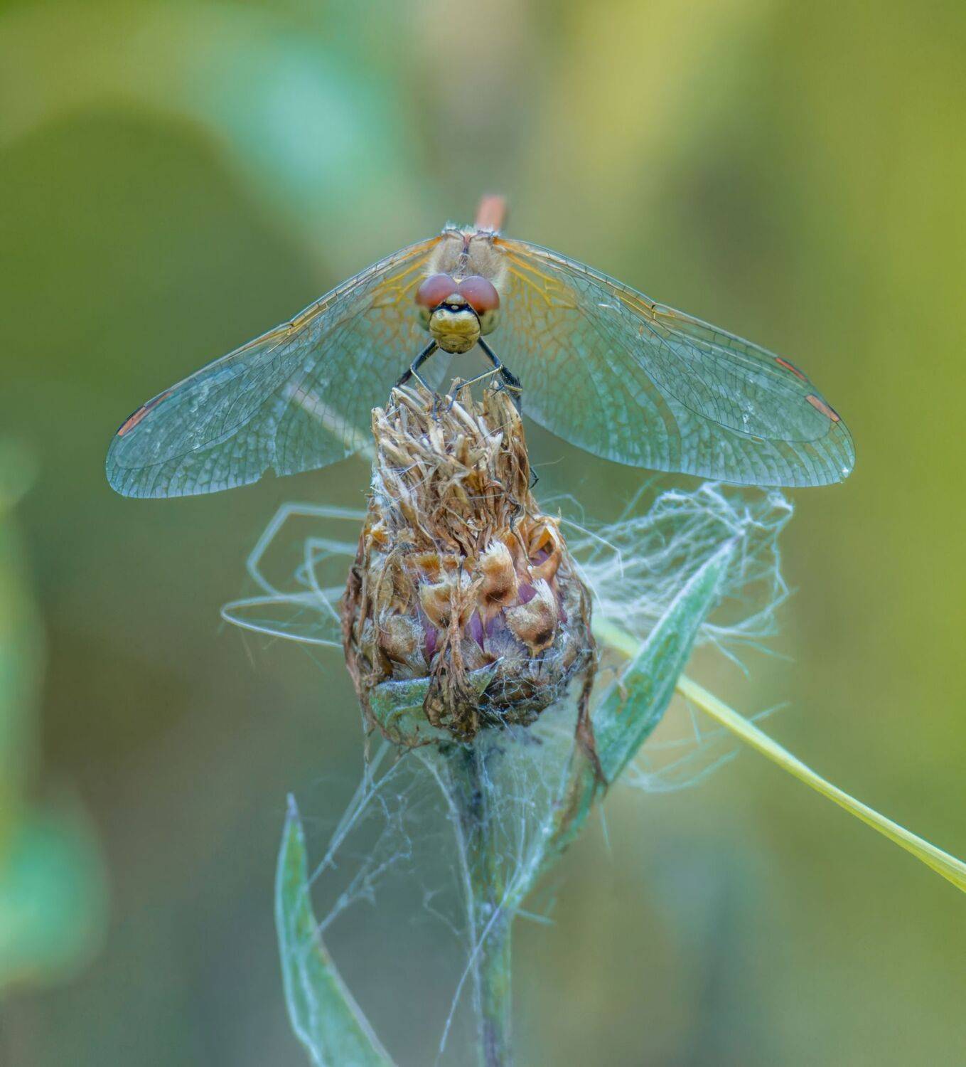 , Дэм Константин