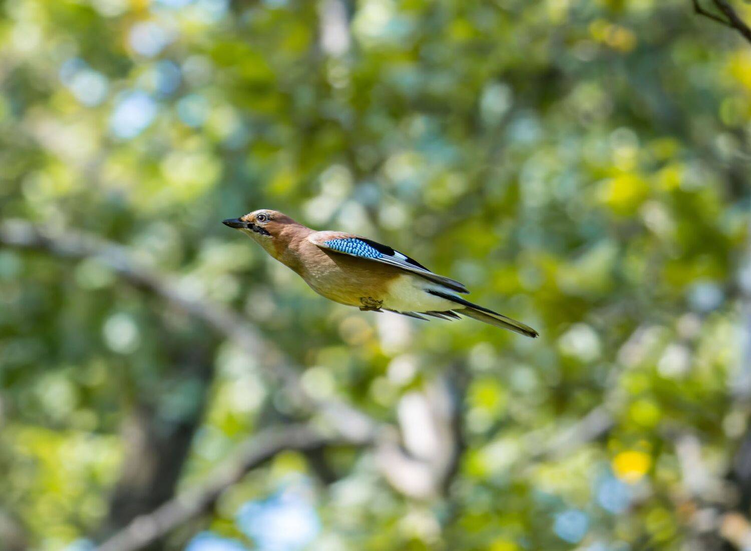, Дэм Константин