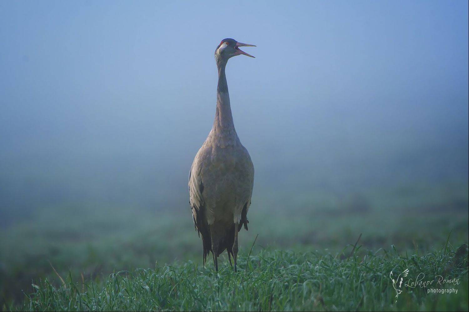 , Лобанов Роман