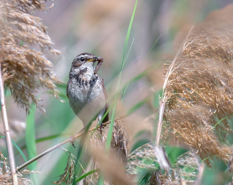 птицы, варакушка, самка, Варакушка (самка) фото превью