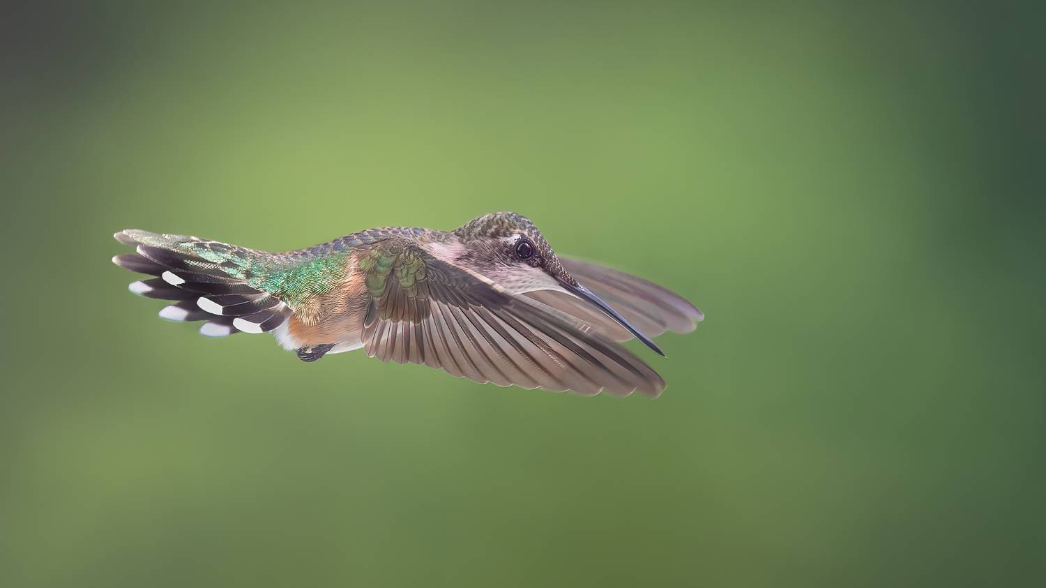 bird, humming, hummingbird, hummingbirds, hummer, rufous, nature, animals, wild, action, dynamic, Atul Saluja