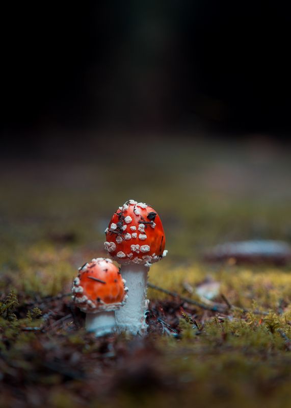 Двое фото превью