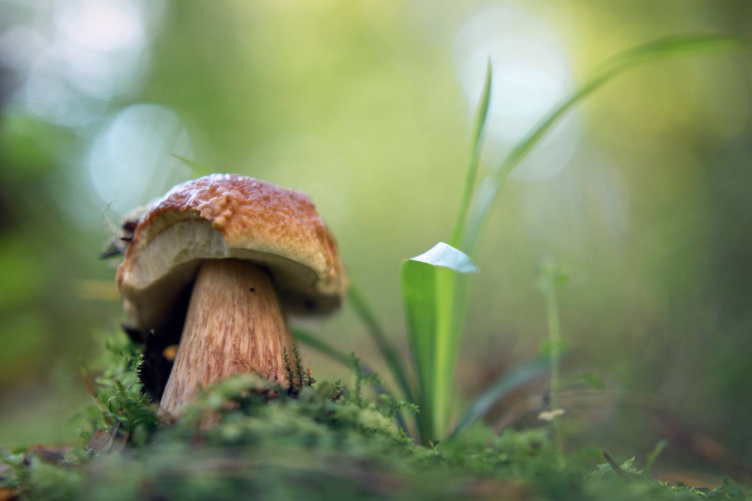 гриб, лес, Валерий Вождаев