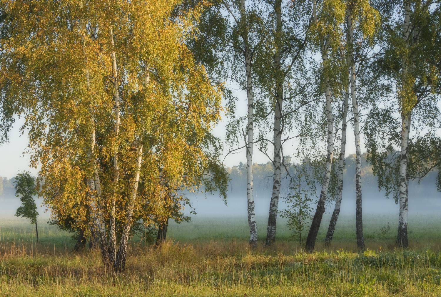 осень березы утро, Olga Bonina