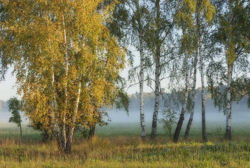 Первые шаги осени