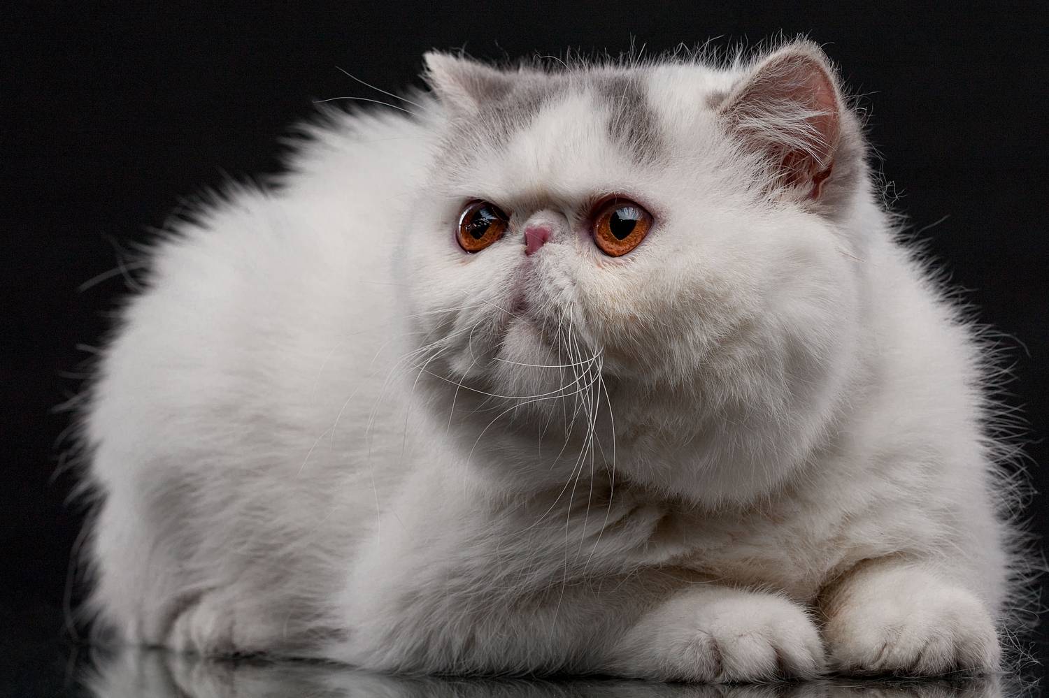 кот, экзот, взгляд, глаза, Дёгтев Евгений