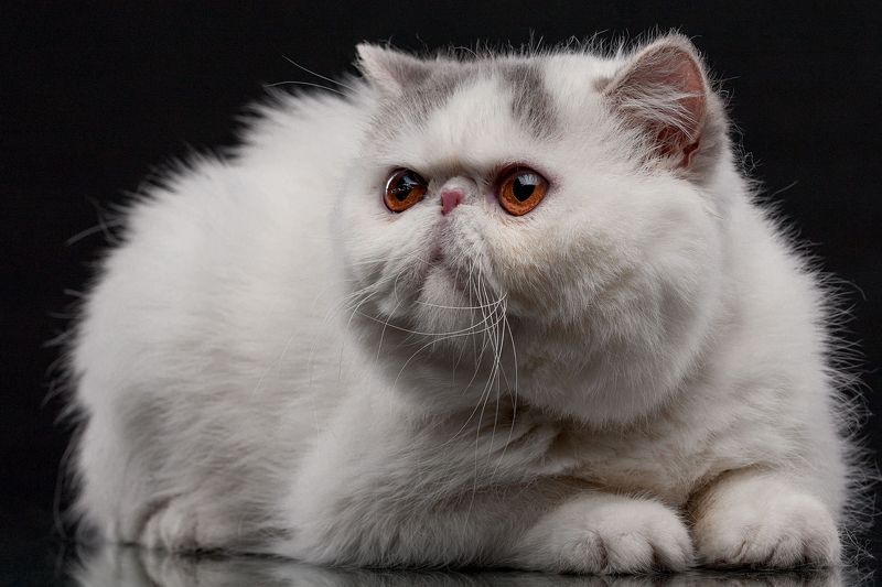 кот, экзот, взгляд, глаза  фото превью