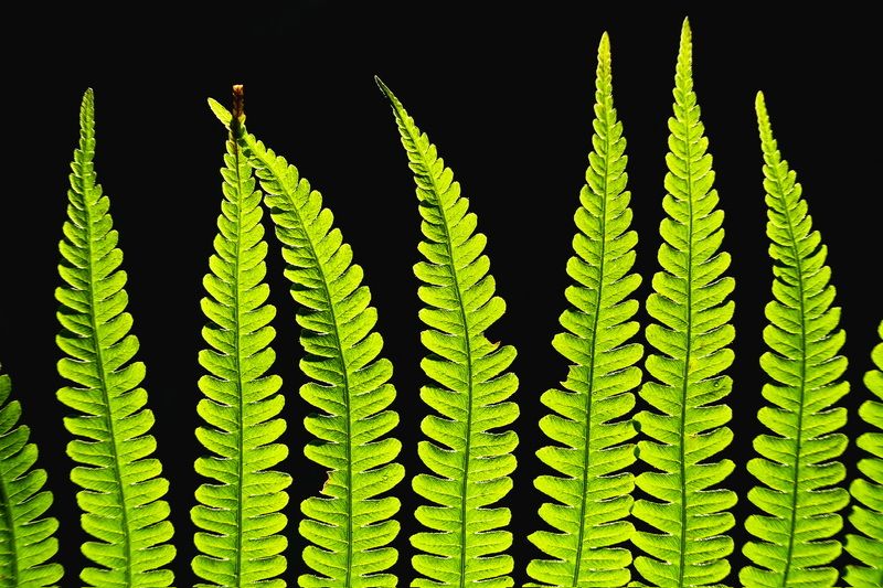 Зеленый контраст…  Green contrast… фото превью