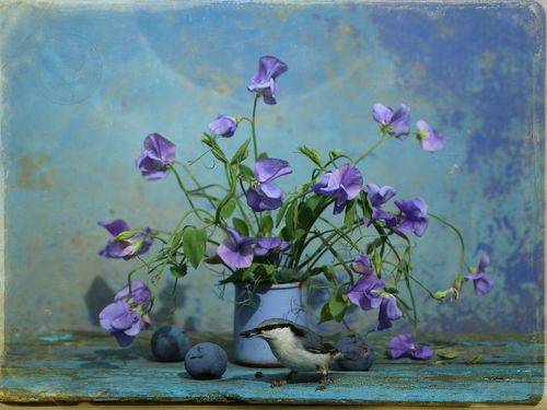 Поползень с душистым горошком