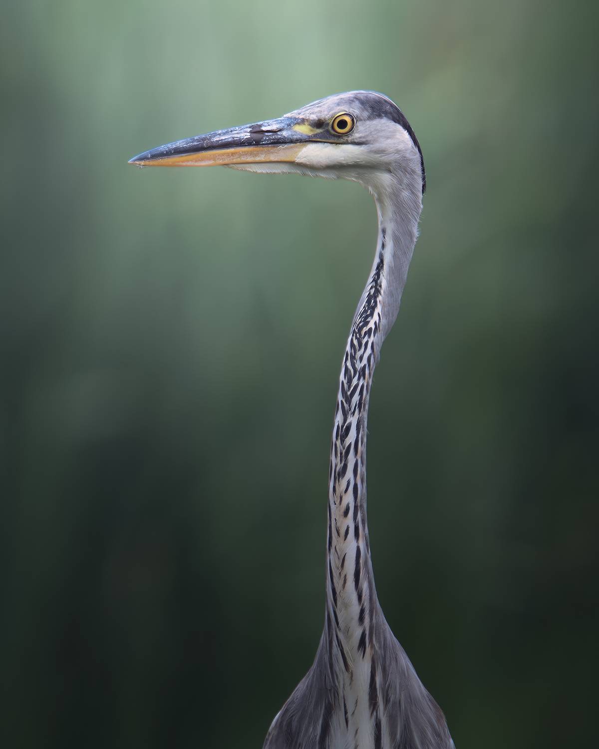 , Поляков Михаил