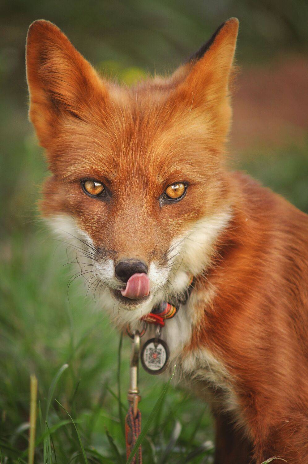 , Лысенкова Аксинья