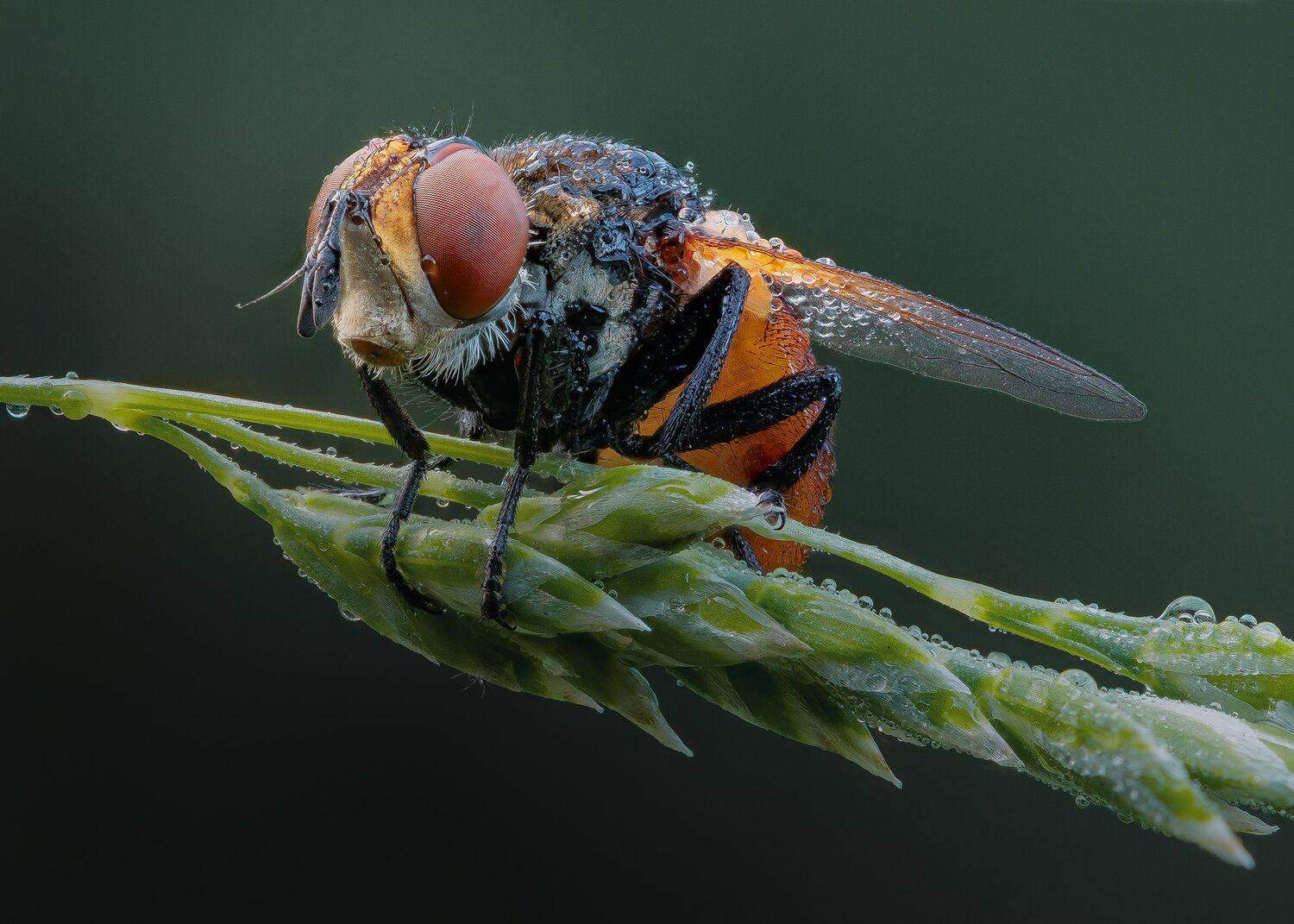 , Кузнецов Дмитрий