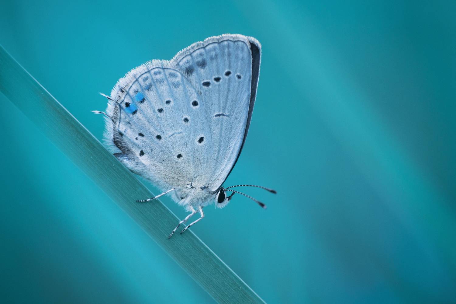 Butterfly, Insect, Nature, Close-up, Animal, Wildlife, Blue, Macrophotography, Macro, Damian Cyfka