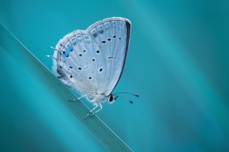Short-tailed blue фото превью