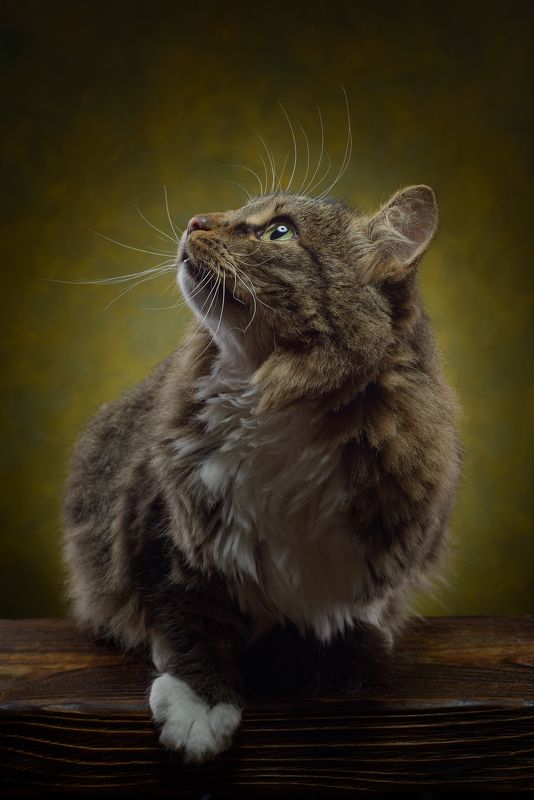 Котик фото превью