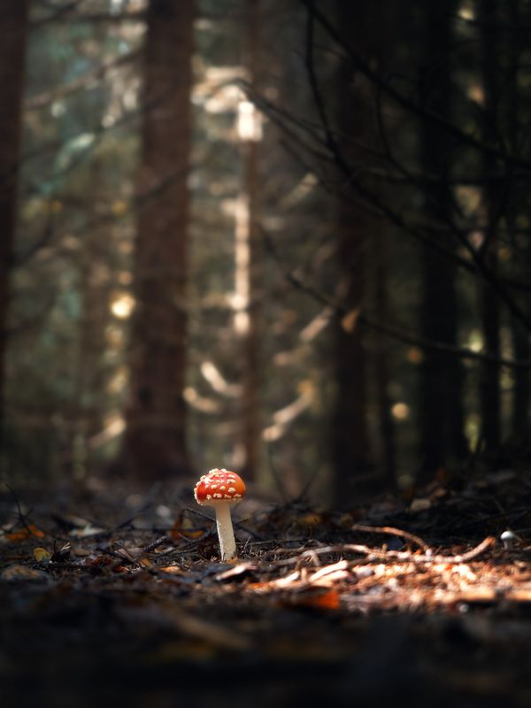 Осень под ногами фото превью