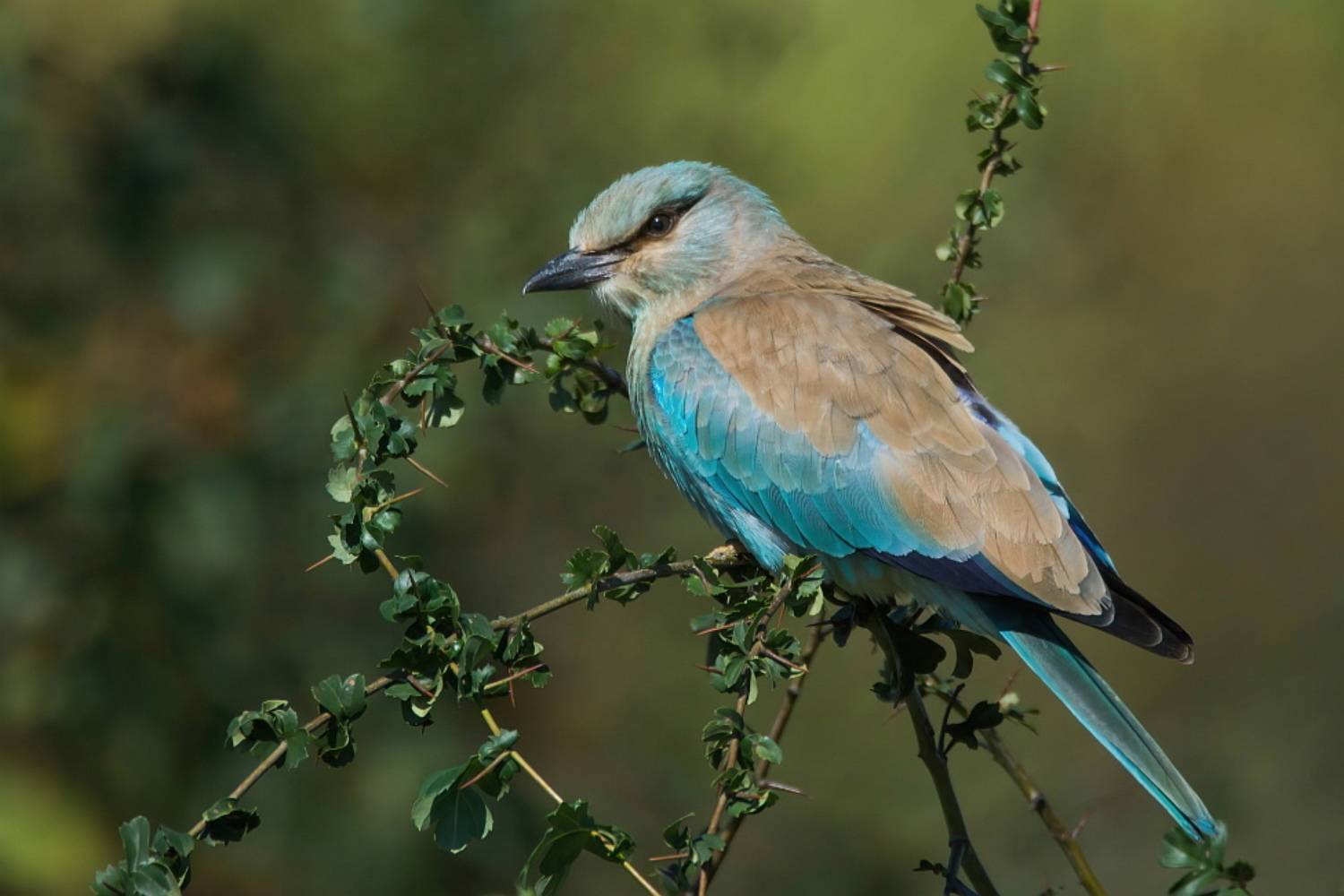 , Дмитрий Шевцов