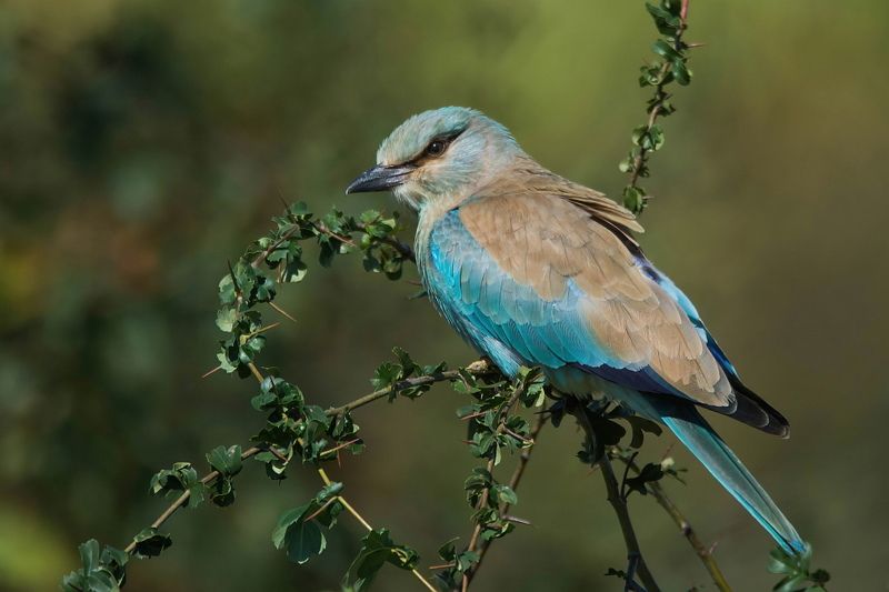 Сизоворонка фото превью