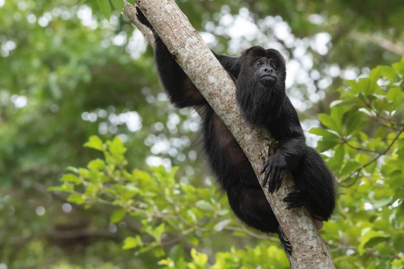 Look-out фото превью
