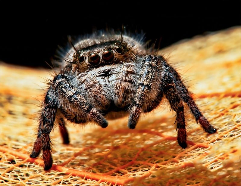 spider on leaf фото превью