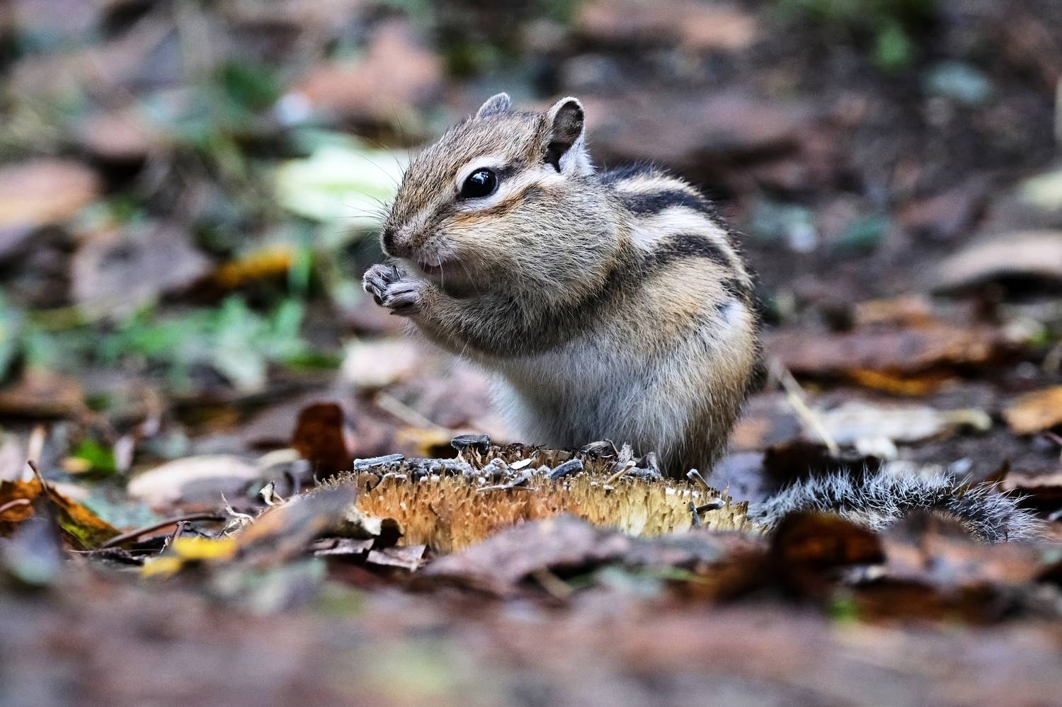 бурундук, красноярские столбы, Багурский Алексей