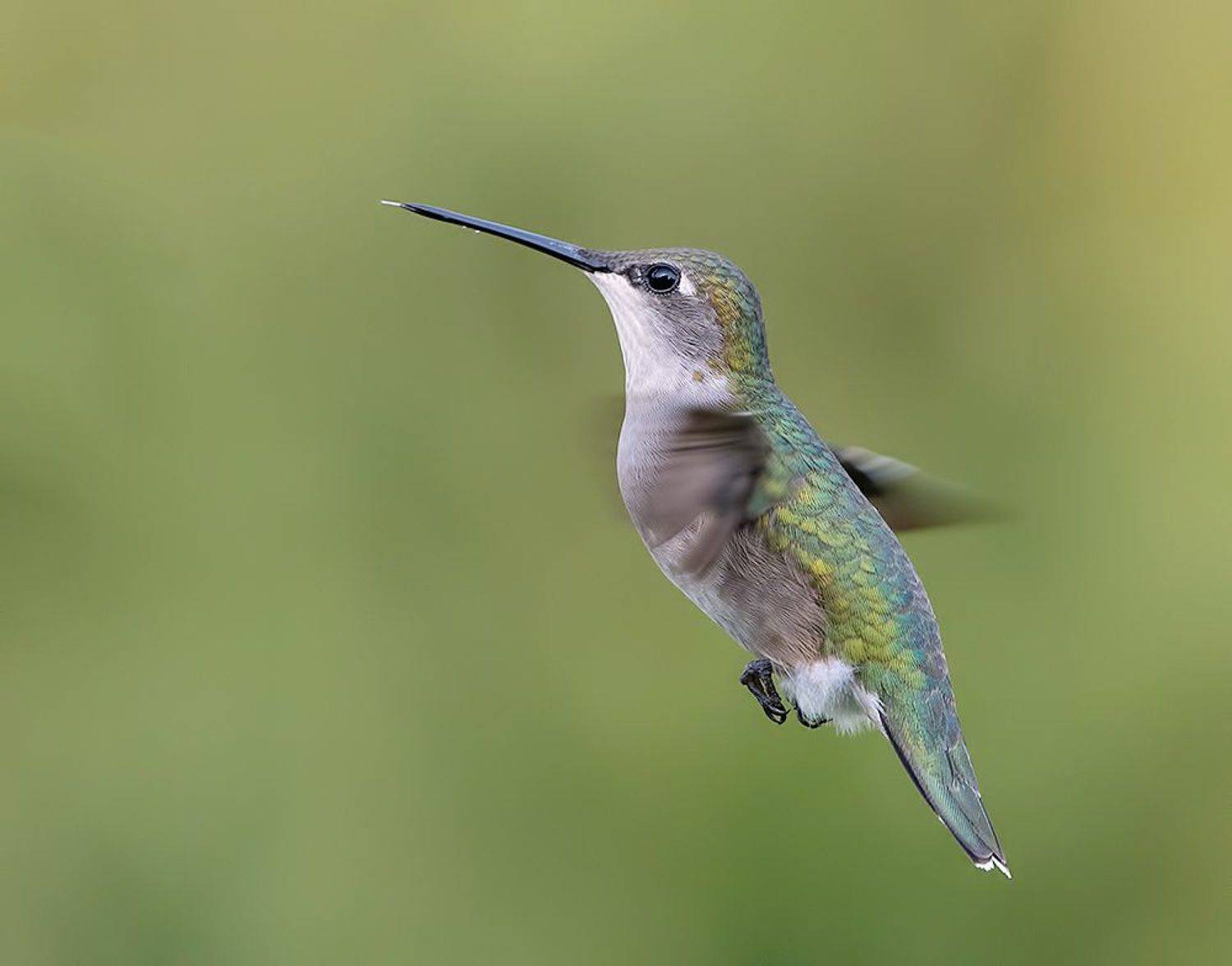 колибри,ruby-throated hummingbird, hummingbird, Etkind Elizabeth