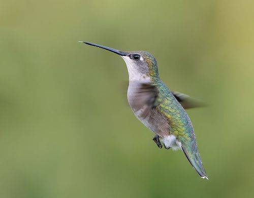 Ruby-throated Hummingbird -Рубиновогорлый колибри
