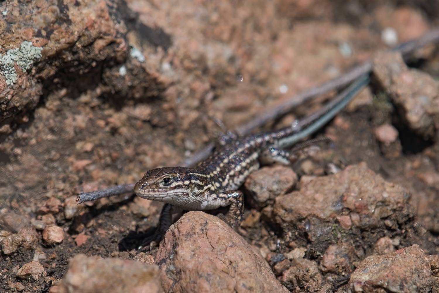 , Большаков Алексей